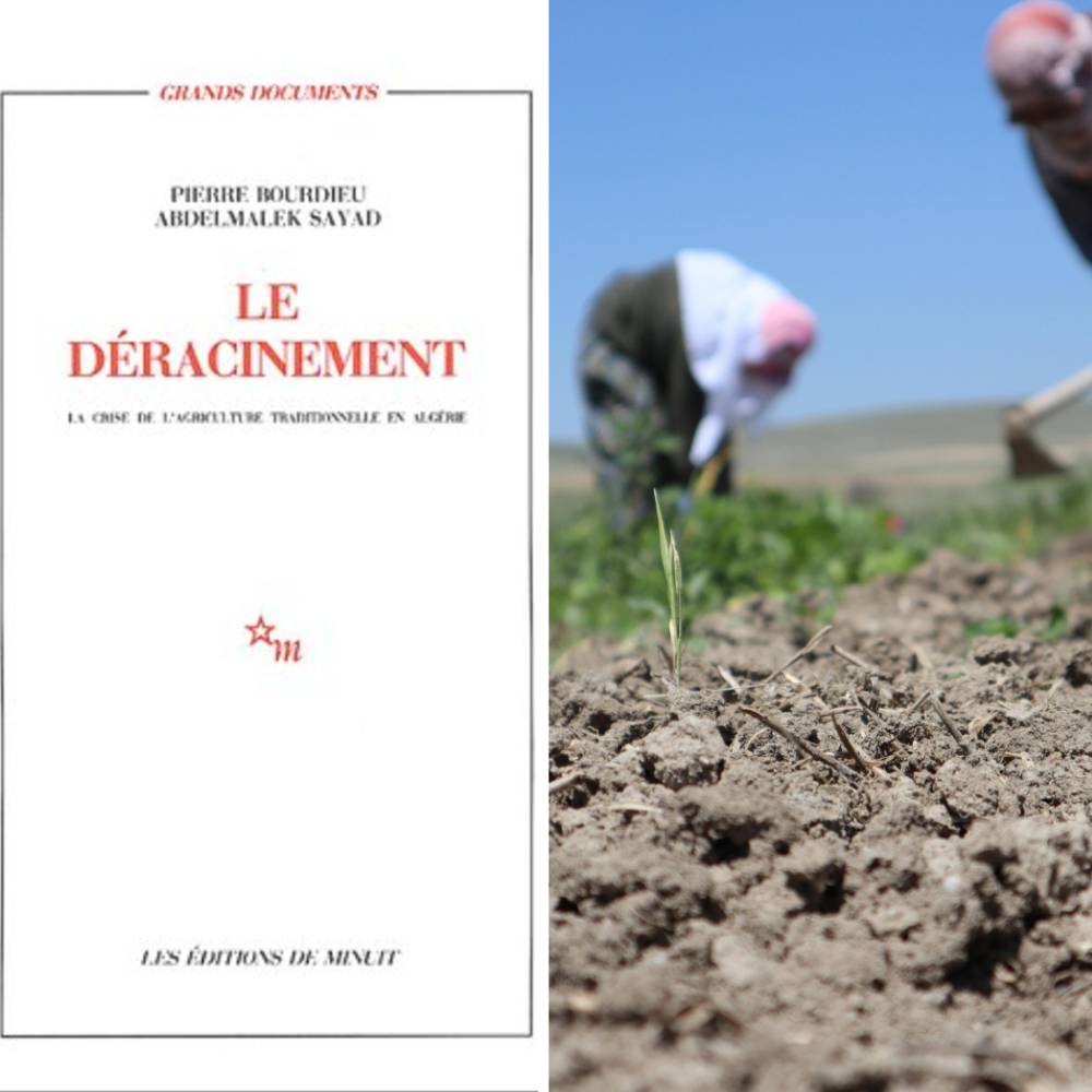 Traduction de l’ouvrage : Le déracinement. La crise de l’agriculture «traditionnelle en Algérie»